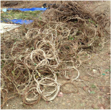 Tangle Of Branches Used To Teach How To Weave Baskets